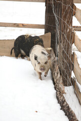 Little pig in winter