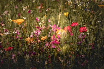 Bunch of colorful and delicate wildflowers in a meadow during the summer season