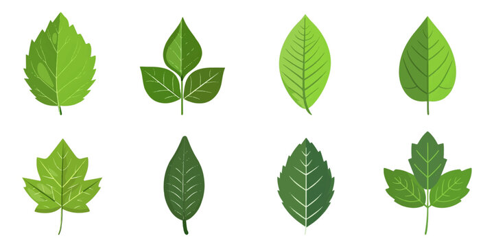 set illustration of green leaf icon isolated on white background