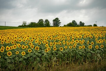 Beautiful scenic view of a blooming yellow sunflower field in Lombardy, Italy
