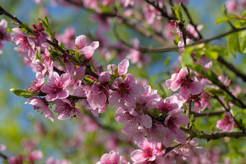 a tree with branches full of pink flowers