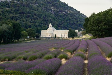 Beautiful shot of Bookstore Senanque Abbey in a lavender field in France