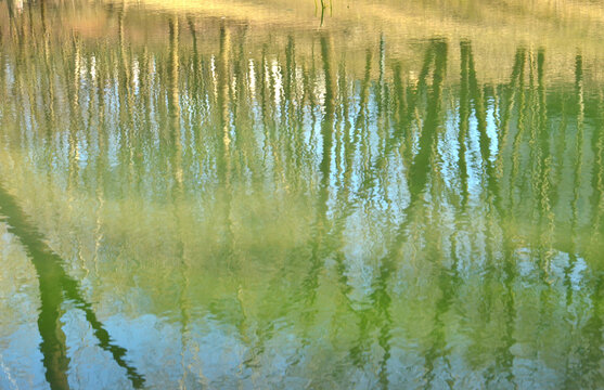 The body of water, surface of the lake (river) with a reflected tree branches and trunks (sterms) without leaves