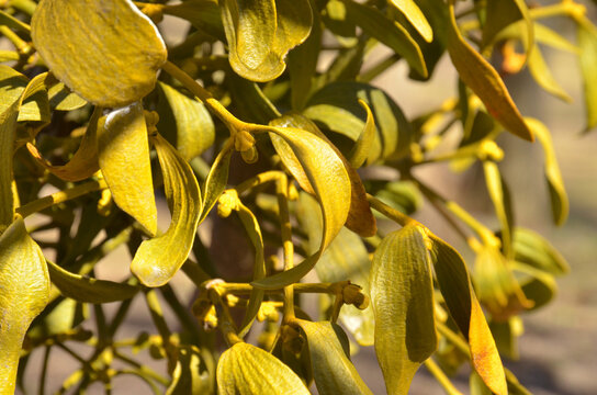 A yellow green plant mistletoe on a tree branches (sterm, trunks) closeup