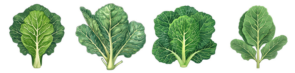 Collard Greens  2d Icon In Water Colour Hyperrealistic Highly Detailed Isolated On Transparent Background Png - obrazy, fototapety, plakaty