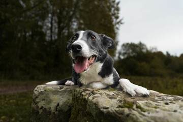 Closeup of a Border Collie sitting on a mossy stone with open mouth and tongue out, paws under head
