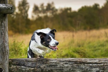 Closeup of a Border Collie trying to jump through a wooden pole with open mouth and tongue out
