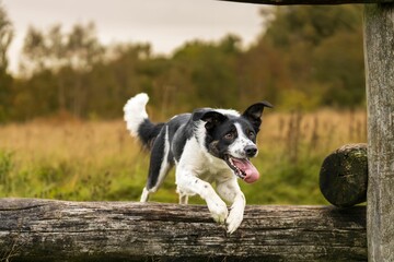 Closeup of a Border Collie trying to jump through a wooden pole with open mouth and tongue out