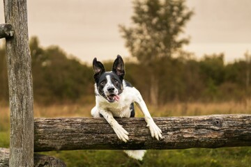 Closeup of a Border Collie trying to jump through a wooden pole with an open mouth and tongue out