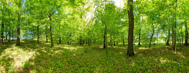 Panoramic view of a green forest on a sunny day