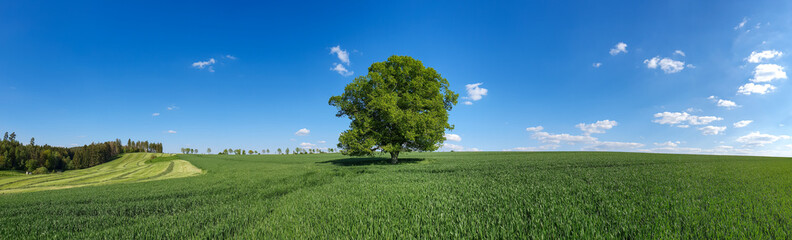 Panoramic view of a green tree on an open field under a cloudy blue sky on a sunny day