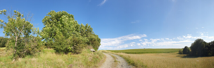Panoramic view of a pathway in a green open field on a sunny day