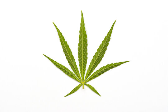 Cannabis leaf isolated in white background