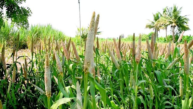 Millet field in India, millet plants and seed in farm, Bajra (pearl millet) in the field