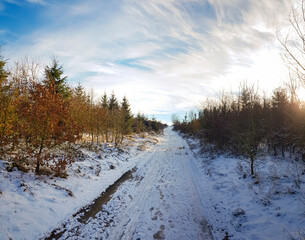 Scenic view of leafless trees in a field covered with snow under a cloudless blue sky at sunset