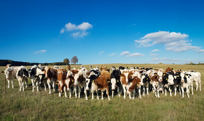 Herd of cows in an open field behind a metallic wire fence under a cloudy blue sky