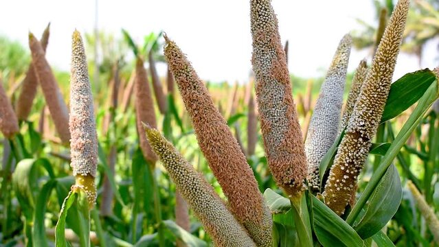 Millet field in India, millet plants and seed in farm, Bajra (pearl millet) in the field