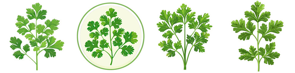 Cilantro  2d Icon In Water Colour Hyperrealistic Highly Detailed Isolated On Transparent Background Png - obrazy, fototapety, plakaty
