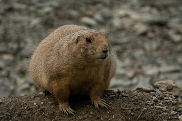 Closeup of a beautiful prairie dog with a cute face in a garden