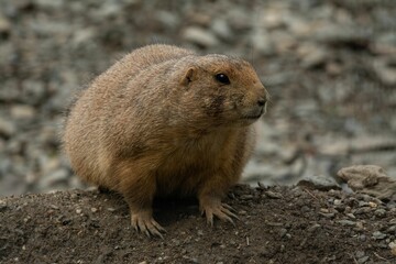 Closeup of a beautiful prairie dog with a cute face in a garden