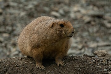 Closeup of a beautiful prairie dog with a cute face in a garden