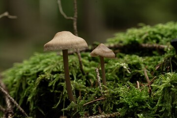 Closeup of a small brown mushroom growing in an autumn forest