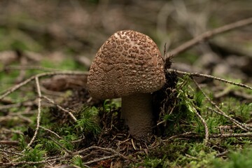 Closeup shot of a small mushroom grown in the forest on the blurred background