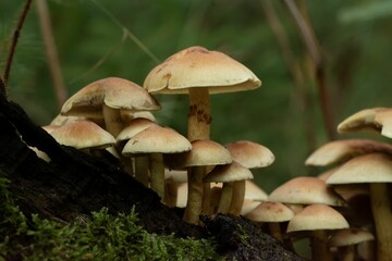 Closeup of mushrooms in a forest