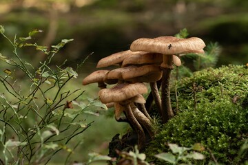 Closeup of a small brown mushroom growing in an autumn forest
