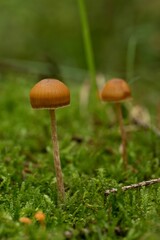 Closeup shot of small mushrooms grown in the forest on the blurred background