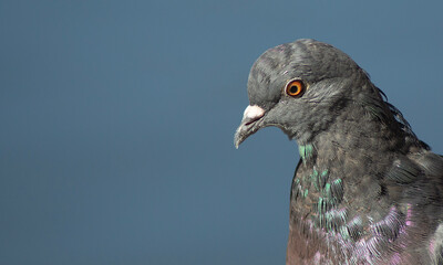 a pigeon looking straight into the camera