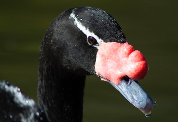 black-necked swan in a lagoon in southern Chile