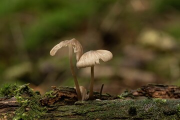 Closeup of a small brown mushroom growing in an autumn forest