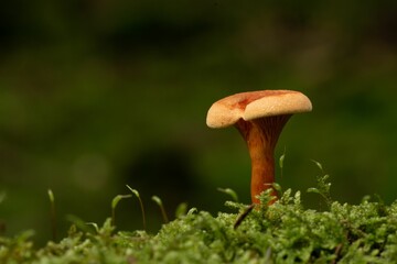 Closeup of a small brown mushroom growing in an autumn forest