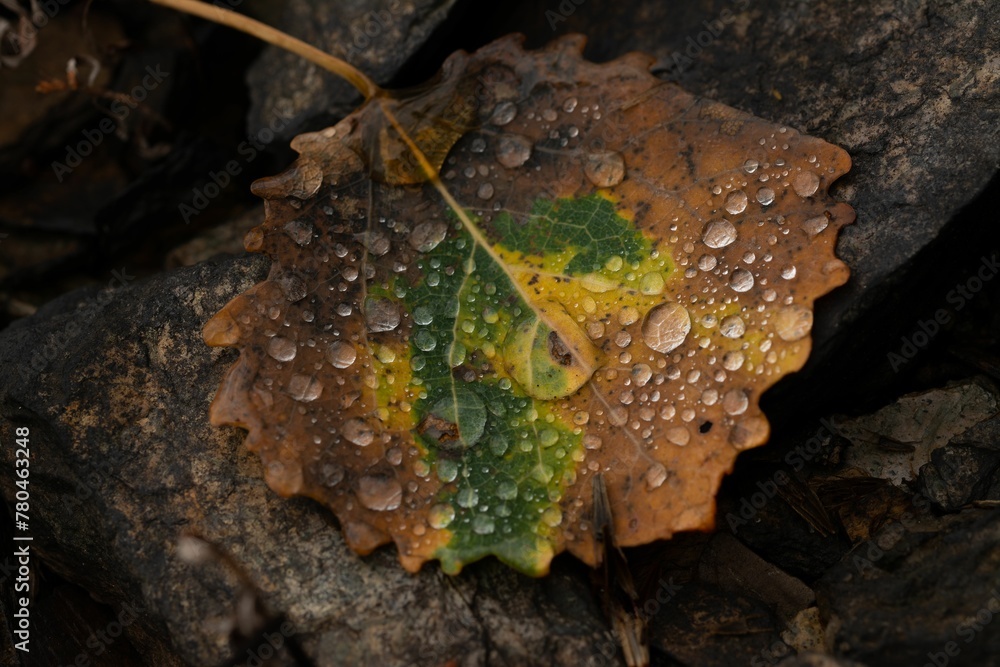 Wall mural Closeup shot of a yellow fallen leaf with water drops on it in the forest