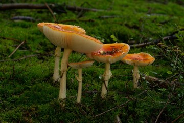 Closeup shot of  small mushrooms grown in the forest on the blurred background
