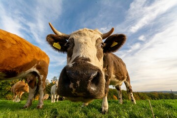 Closeup of cows in greenery field
