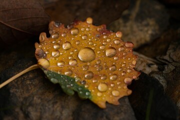 Closeup shot of a yellow fallen leaf with water drops on it in the forest