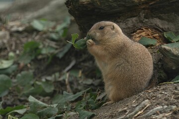 Black-tailed prairie dog (Cynomys ludovicianus) in a park