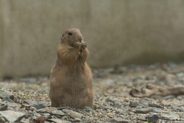 Closeup of a beautiful prairie dog with a cute face in a garden