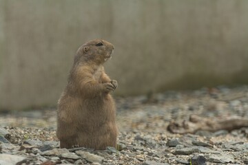 Closeup shot of a Mexican prairie dog standing and looking around in an animal reserve