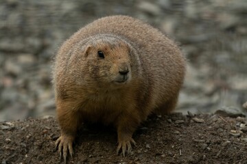 Closeup shot of a fluffy cute Prairie dog (Cynomys) resting at a zoo cage on the blurred background