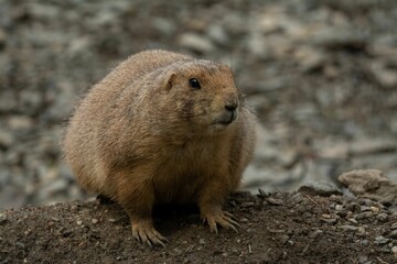 Closeup shot of a fluffy cute Prairie dog (Cynomys) resting at a zoo cage on the blurred background