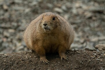 Closeup shot of a Mexican prairie dog sitting on the ground and looking around