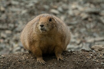 Closeup of a Bobak marmot standing on soil