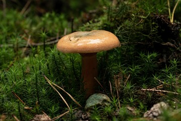 Closeup shot of a mushroom grown in the forest on the blurred background