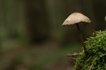 Closeup shot of a mushroom grown in the forest on the blurred background