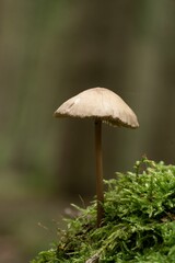 Closeup shot of a mushroom grown in the forest on the blurred background