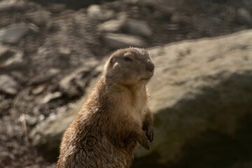 Closeup shot of a Mexican prairie dog with short hands standing and looking ahead
