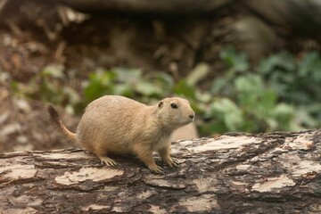 Closeup shot of a Mexican prairie dog standing on a trunk on an isolated background